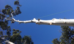 All Purpose Tree Services Pic 2