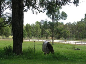 Jocida Park Horse Agistment Pic 4 - Large shade trees