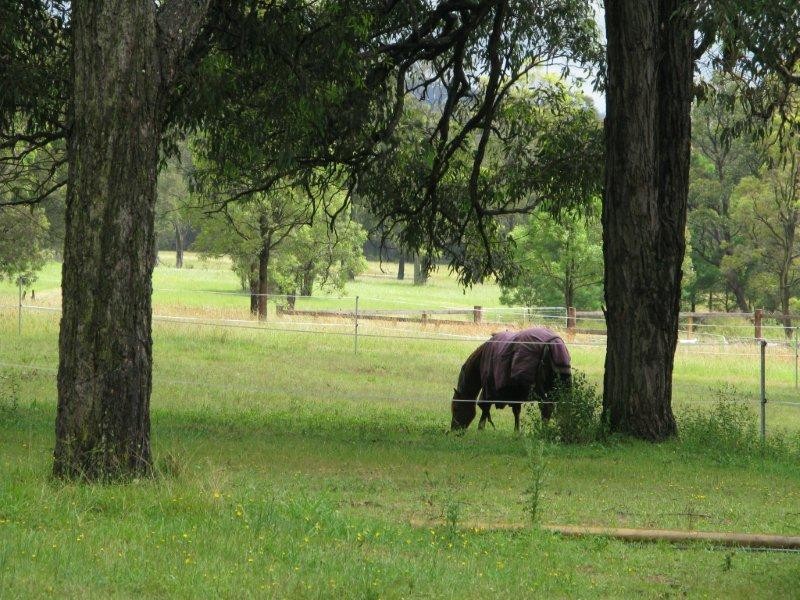 Jocida Park Horse Agistment Pic 1 - Peaceful shaded pasture