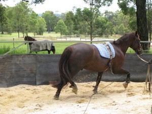 Jocida Park Horse Agistment Pic 2 - Rubberlined sand roundyard