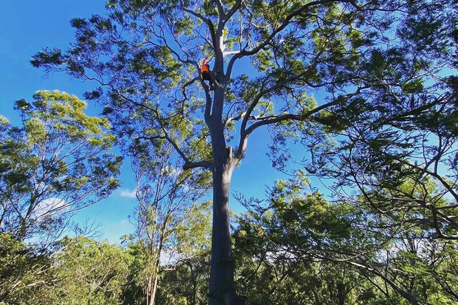 Townsville Stump Tree Surgeons Pic 1