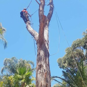 Townsville Stump Tree Surgeons Pic 2