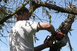 Townsville Stump Tree Surgeons Pic 3