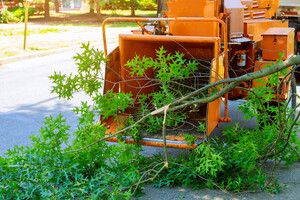 Townsville Stump Tree Surgeons Pic 4