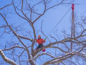 Townsville Stump Tree Surgeons Pic 5