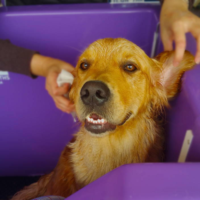 Express Mobile Dog Wash Pic 2