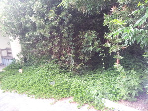 J & L Yard Maintenance Pic 3 - The overgrown pathway