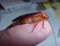 Pelican Pest Control Pic 5 - cockroaches