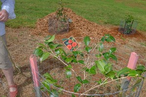 Maleny Settlers Green Pic 2