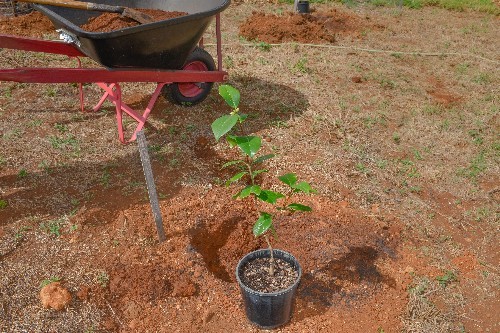 Maleny Settlers Green Pic 1