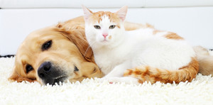 Devine Carpet Care Pic 3 - Devine Clean for the whole family and after the extended family have snuggled on it