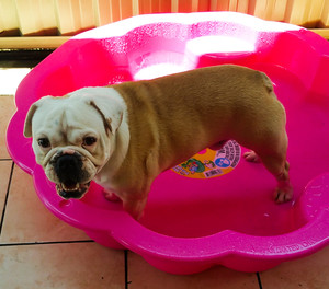 Lush Pet Care Pic 2 - Wheres the water for me to swim around in Cassandra