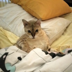 Lush Pet Care Pic 4 - Introducing Cassandras snow Bengal caught in bed