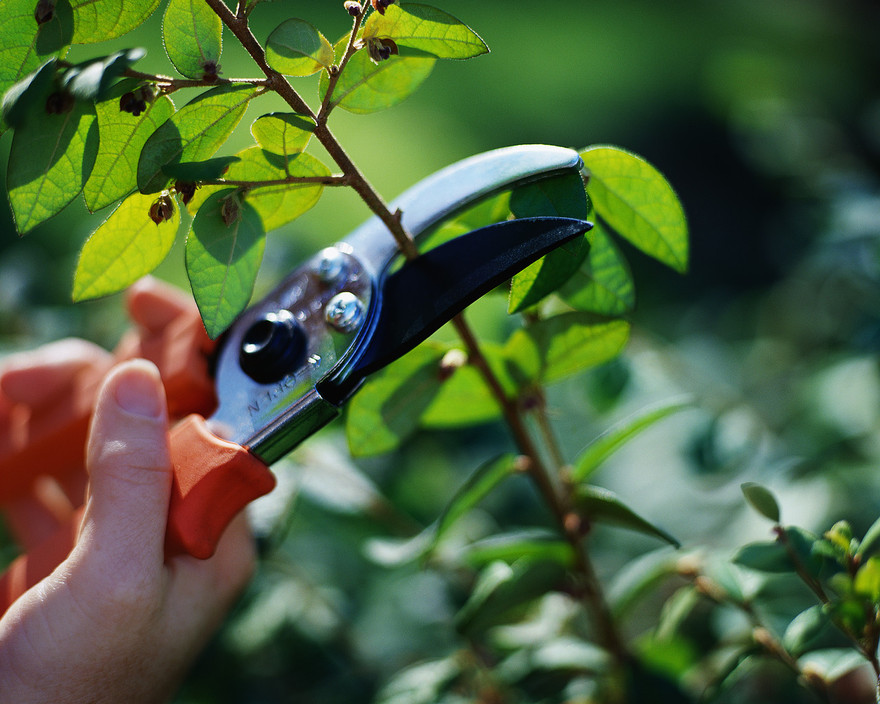 Classic Diamond Garden Services Pic 1 - Gardening