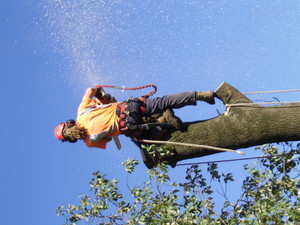 TD Tree Services Pic 5