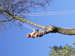 TD Tree Services Pic 3