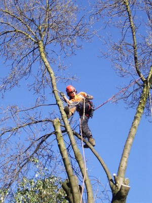 TD Tree Services Pic 2