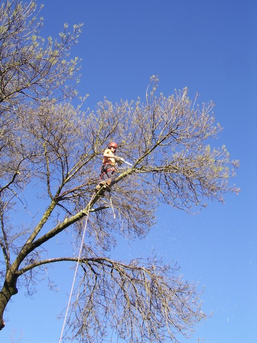 TD Tree Services Pic 1