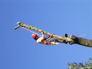 TD Tree Services Pic 4