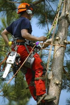 Aaa - Tree Lopping Ipswich Pic 1