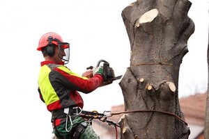 Aaa - Tree Lopping Ipswich Pic 3