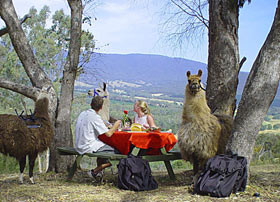 Kingbilli Country Estate Pic 1 - Llama EcoTreks