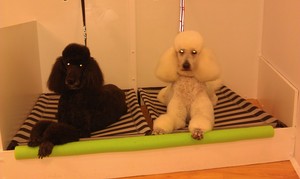 The Groom Room @ Mt Eliza Pets Pic 3 - Cage Free Grooming Salon Where Your Pooch Is Happy Comfortable