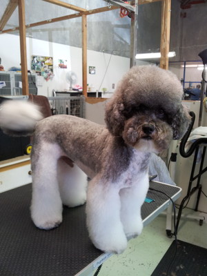 W.A. Dog Grooming & Clipping Academy Pic 3 - DanDan a poodle x in a Asian influance style groom