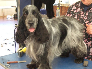 W.A. Dog Grooming & Clipping Academy Pic 5 - Grace an English Cocker Spanial