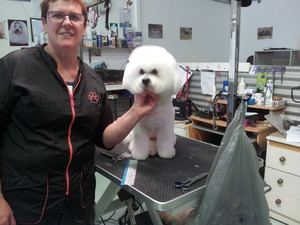 W.A. Dog Grooming & Clipping Academy Pic 4 - JuJu a bichon in a summer clip