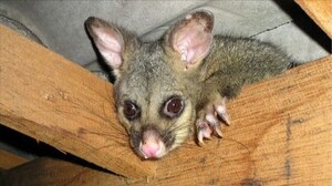 Humane Possum Removal Pic 3