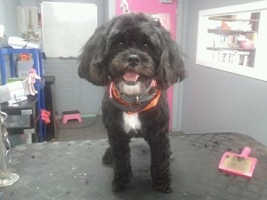 Splash Dog Grooming Pic 5