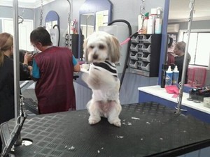 Splash Dog Grooming Pic 3