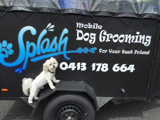 Splash Dog Grooming Pic 1