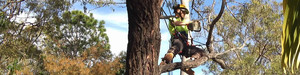 Clean Cut Tree Services Pic 3