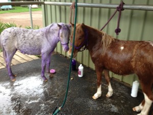 Hoofs & Paws Mobile Hot Wash Pic 3 - Miniature Horse