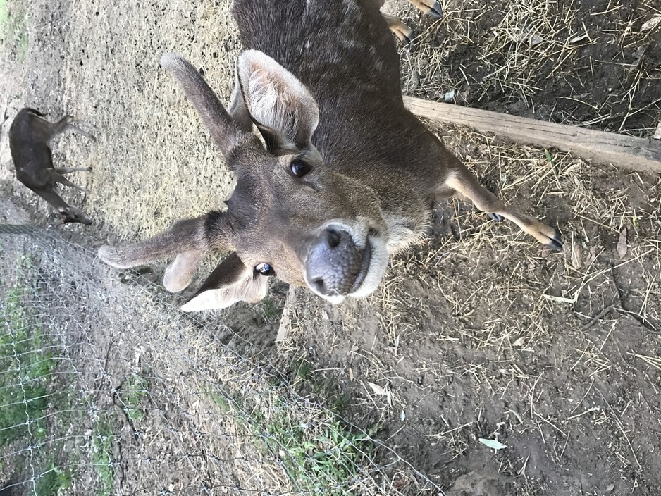 Lyell Deer Sanctuary Pic 2