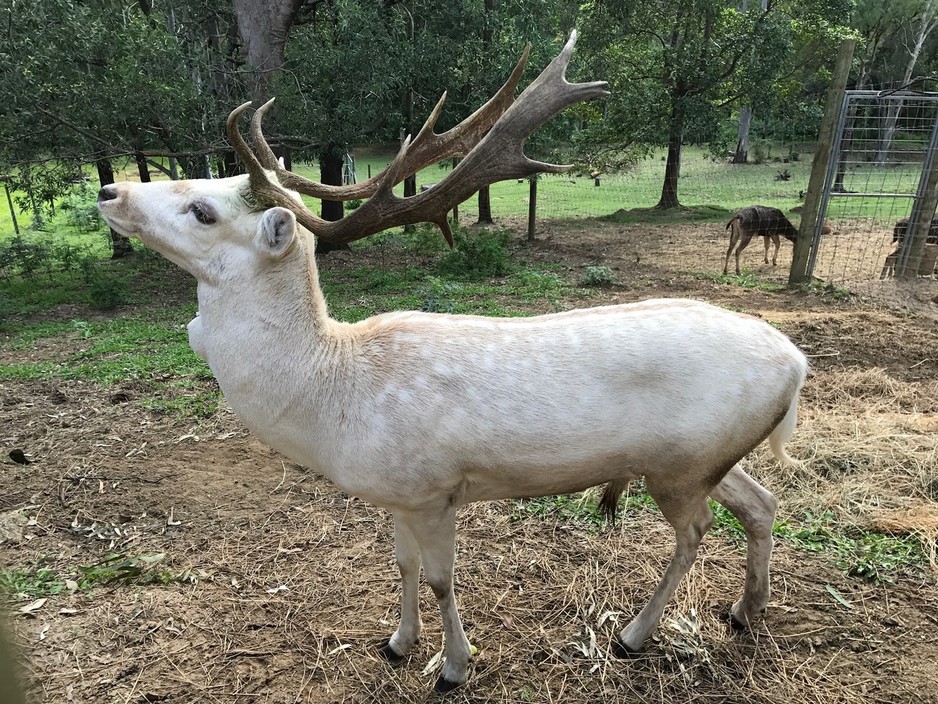 Lyell Deer Sanctuary Pic 1