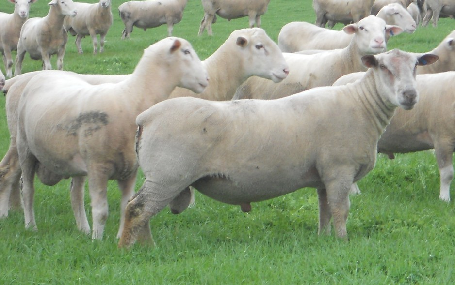 Vortex White Suffolk & Charollais Stud Pic 1