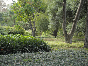 St George Tree Services Pic 3 - Stump grinding in Carlton Sydney