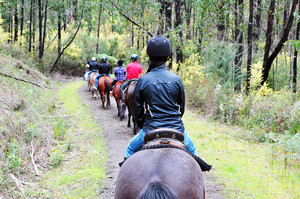 Ryders Horse Riding Tours Pic 3