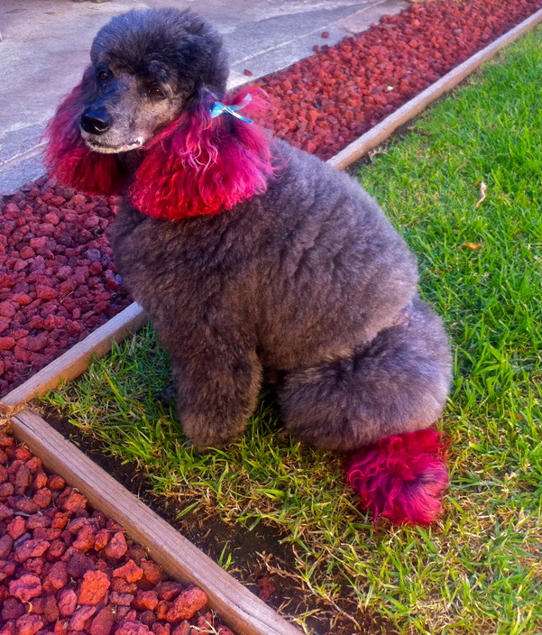 Shear Elegance Pet Styling in Blacktown, Sydney, NSW, Pet Groomers