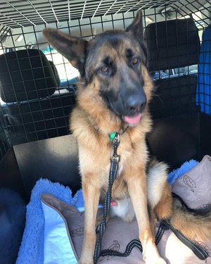 Perth Pet Taxi Pic 2 - My name is Caesar my mum got Mr Pet Taxi to pick me up and took us to the vet The Vet said Im super healthy now Ive got to think of another excuse to go for another ride