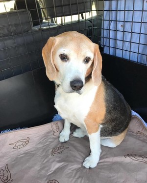 Perth Pet Taxi Pic 3 - Hi Im an 11 year old Beagle and my name is Frank my Mum organised Perth Pet Taxi to chauffeur me to Khatala Pet Lodge for a few days of pampering