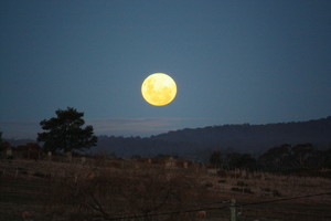 Gumtrees Cottage Pic 3