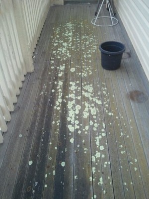 Melbourne City Painting Pic 3 - Deck after 15 yrs of neglect