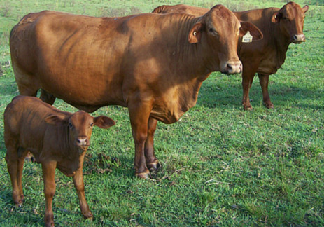 Dugandan Droughtmasters Pic 1 - Dugandan Droughtmasters 2 dams and a calf