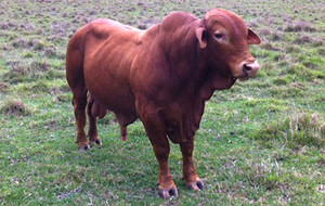 Dugandan Droughtmasters Pic 5 - Glenlands New Ground heifer