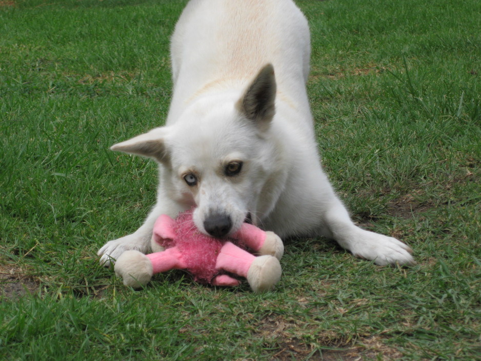 Pets Get Physical Pic 1 - a happy dog is one less in the pound