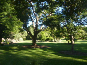 City Botanic Gardens Pic 4 - Some more lawn